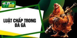 Luật Chấp Trong Đá Gà